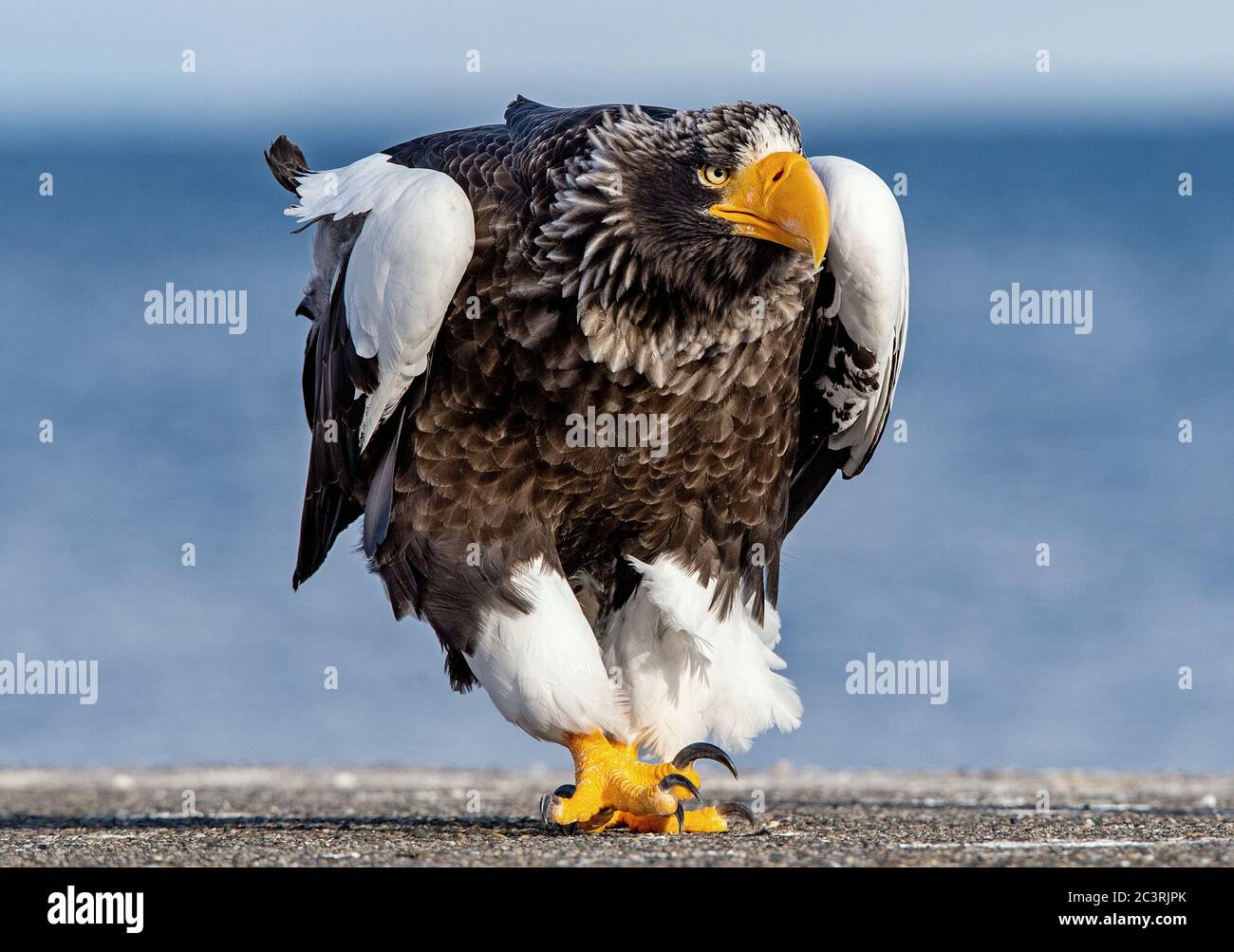Erwachsene Steller`s Seeadler. Nahaufnahme, vorne, Porträt eines wanderenden Adlers. Wissenschaftlicher Name: Haliaeetus pelagicus. Blauer Meereshintergrund. Stockfoto